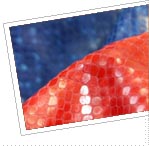 Particolare art.04